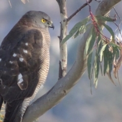 Accipiter fasciatus at Garran, ACT - 21 Jun 2018