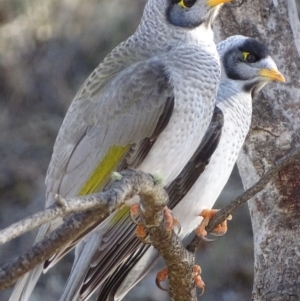 Manorina melanocephala at Red Hill, ACT - 21 Jun 2018 03:43 PM