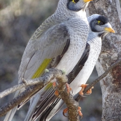 Manorina melanocephala (Noisy Miner) at Red Hill, ACT - 21 Jun 2018 by roymcd