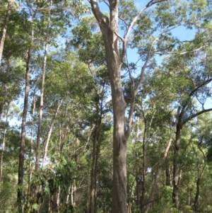 Native tree with hollow(s) at Mogo State Forest - 22 Feb 2018 04:57 PM