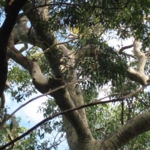 Native tree with hollow(s) at Mogo State Forest - 22 Feb 2018 04:55 PM