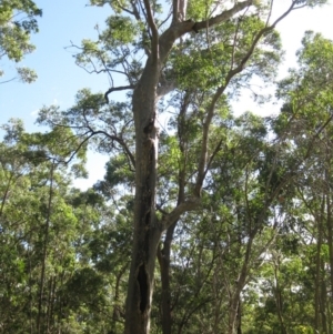 Native tree with hollow(s) at Mogo State Forest - 22 Feb 2018