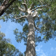 Native tree with hollow(s) (Native tree with hollow(s)) at Mogo State Forest - 22 Feb 2018 by nickhopkins