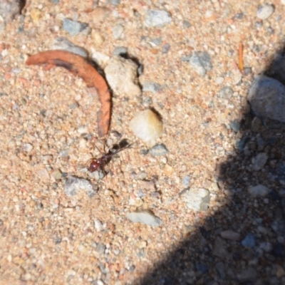 Iridomyrmex purpureus (Meat Ant) at Wamboin, NSW - 3 Mar 2018 by natureguy