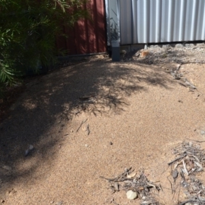 Iridomyrmex purpureus at Wamboin, NSW - 3 Mar 2018