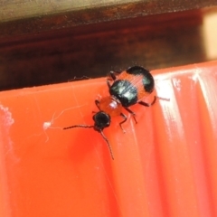 Dicranolaius bellulus (Red and Blue Pollen Beetle) at Conder, ACT - 29 Dec 2017 by MichaelBedingfield