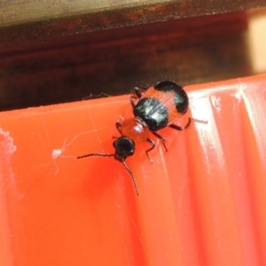 Dicranolaius bellulus at Conder, ACT - 29 Dec 2017