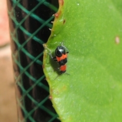 Dicranolaius bellulus at Conder, ACT - 29 Dec 2017 11:00 AM