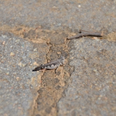 Pycnostictus sp. (genus) (A bandwing grasshopper) at Wamboin, NSW - 3 Mar 2018 by natureguy