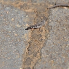 Pycnostictus sp. (genus) at Wamboin, NSW - 3 Mar 2018 02:06 PM