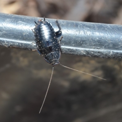 Platyzosteria melanaria (Common Eastern Litter Runner) at QPRC LGA - 3 Mar 2018 by natureguy