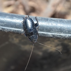 Platyzosteria melanaria at Wamboin, NSW - 3 Mar 2018