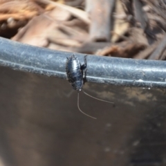 Platyzosteria melanaria at Wamboin, NSW - 3 Mar 2018