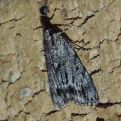 Spectrotrota fimbrialis (A Pyralid moth) at Conder, ACT - 29 Dec 2017 by MichaelBedingfield