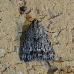 Spectrotrota fimbrialis at Conder, ACT - 29 Dec 2017 11:02 PM