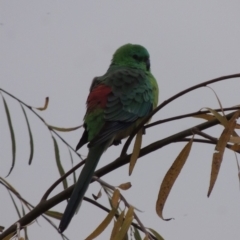 Psephotus haematonotus (Red-rumped Parrot) at Barton, ACT - 28 May 2018 by MichaelBedingfield