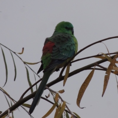 Psephotus haematonotus (Red-rumped Parrot) at Barton, ACT - 28 May 2018 by MichaelBedingfield