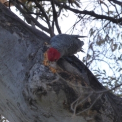 Callocephalon fimbriatum (Gang-gang Cockatoo) at O'Malley, ACT - 22 Jun 2014 by Mike