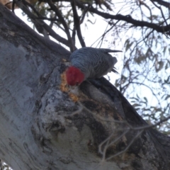 Callocephalon fimbriatum (Gang-gang Cockatoo) at O'Malley, ACT - 22 Jun 2014 by Mike