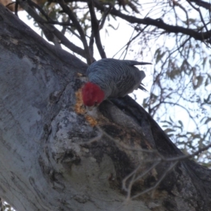 Callocephalon fimbriatum at O'Malley, ACT - 22 Jun 2014