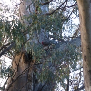 Callocephalon fimbriatum at O'Malley, ACT - 22 Jun 2014