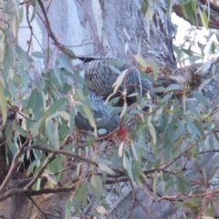 Callocephalon fimbriatum at O'Malley, ACT - 22 Jun 2014