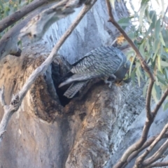 Callocephalon fimbriatum at O'Malley, ACT - 22 Jun 2014