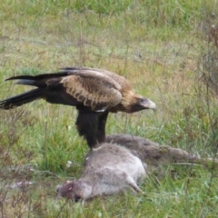 Aquila audax (Wedge-tailed Eagle) at Aranda Bushland - 3 Jun 2014 by Mike