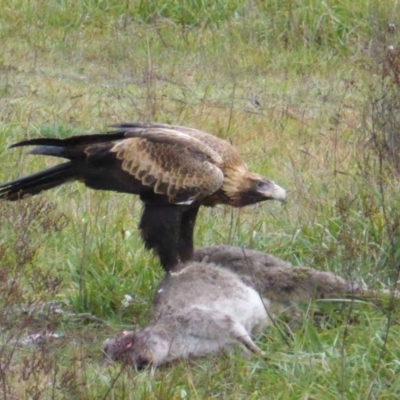 Aquila audax (Wedge-tailed Eagle) at Aranda Bushland - 3 Jun 2014 by Mike