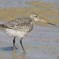 Limosa lapponica (Bar-tailed Godwit) at Lake Conjola, NSW - 28 Sep 2015 by Charles Dove