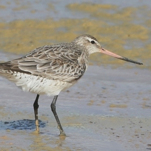Limosa lapponica at Lake Conjola, NSW - 29 Sep 2015