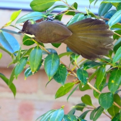 Psophodes olivaceus (Eastern Whipbird) at Lake Conjola, NSW - 29 Sep 2015 by CharlesDove