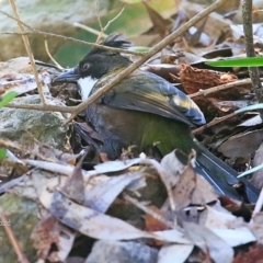 Psophodes olivaceus at Lake Conjola, NSW - 29 Sep 2015 12:00 AM