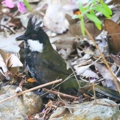 Psophodes olivaceus at Lake Conjola, NSW - 29 Sep 2015 12:00 AM