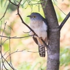 Cacomantis flabelliformis (Fan-tailed Cuckoo) at Lake Conjola, NSW - 28 Sep 2015 by Charles Dove