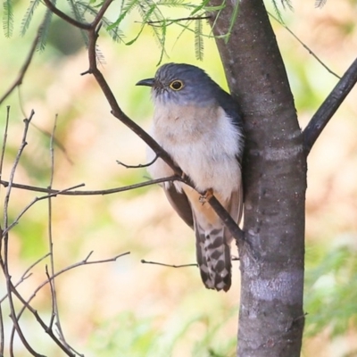 Cacomantis flabelliformis (Fan-tailed Cuckoo) at Conjola Bushcare - 28 Sep 2015 by Charles Dove