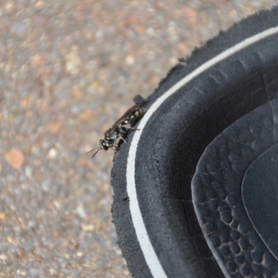 Crabroninae (subfamily) (Unidentified solitary wasp) at Wamboin, NSW - 3 Mar 2018 by natureguy