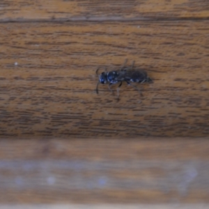 Crabroninae (subfamily) at Wamboin, NSW - 3 Mar 2018 04:42 PM