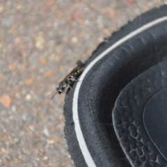 Crabroninae (subfamily) at Wamboin, NSW - 3 Mar 2018 04:42 PM