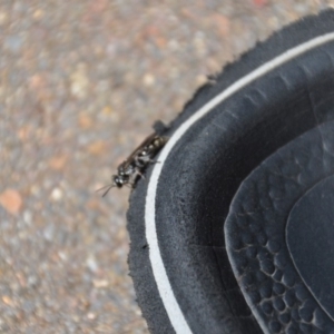 Crabroninae (subfamily) at Wamboin, NSW - 3 Mar 2018