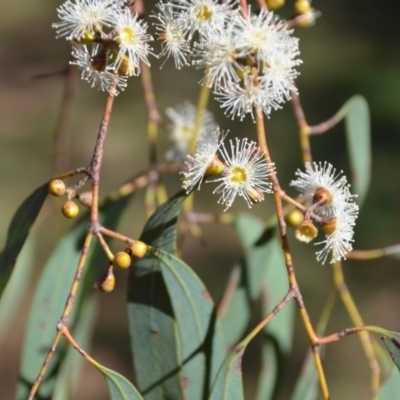 Eucalyptus mannifera (Brittle Gum) at QPRC LGA - 9 Mar 2018 by natureguy