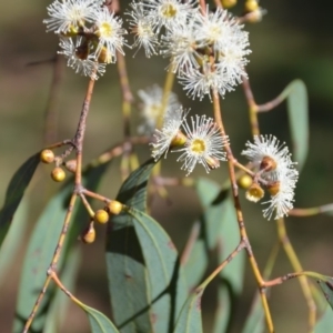 Eucalyptus mannifera at Wamboin, NSW - 9 Mar 2018