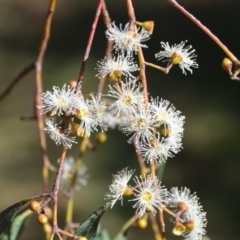 Eucalyptus mannifera at Wamboin, NSW - 9 Mar 2018 12:56 PM