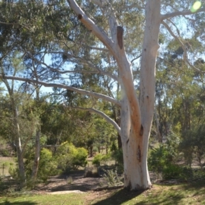 Eucalyptus mannifera at Wamboin, NSW - 9 Mar 2018 12:56 PM