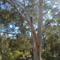 Eucalyptus mannifera at Wamboin, NSW - 9 Mar 2018 12:56 PM