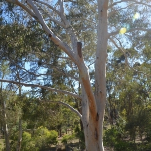 Eucalyptus mannifera at Wamboin, NSW - 9 Mar 2018