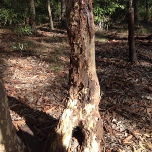 Native tree with hollow(s) at Corunna, NSW - 22 Jun 2018
