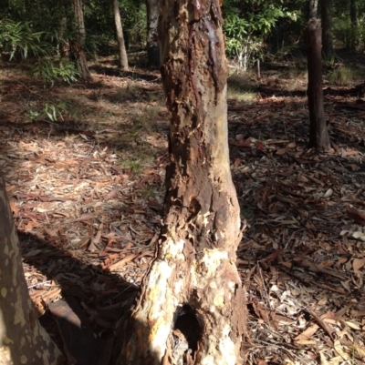 Native tree with hollow(s) (Native tree with hollow(s)) at Corunna, NSW - 22 Jun 2018 by LocalFlowers