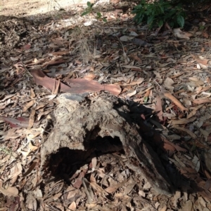 Native tree with hollow(s) at Corunna, NSW - 22 Jun 2018