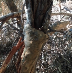 Native tree with hollow(s) (Native tree with hollow(s)) at Corunna, NSW - 22 Jun 2018 by LocalFlowers